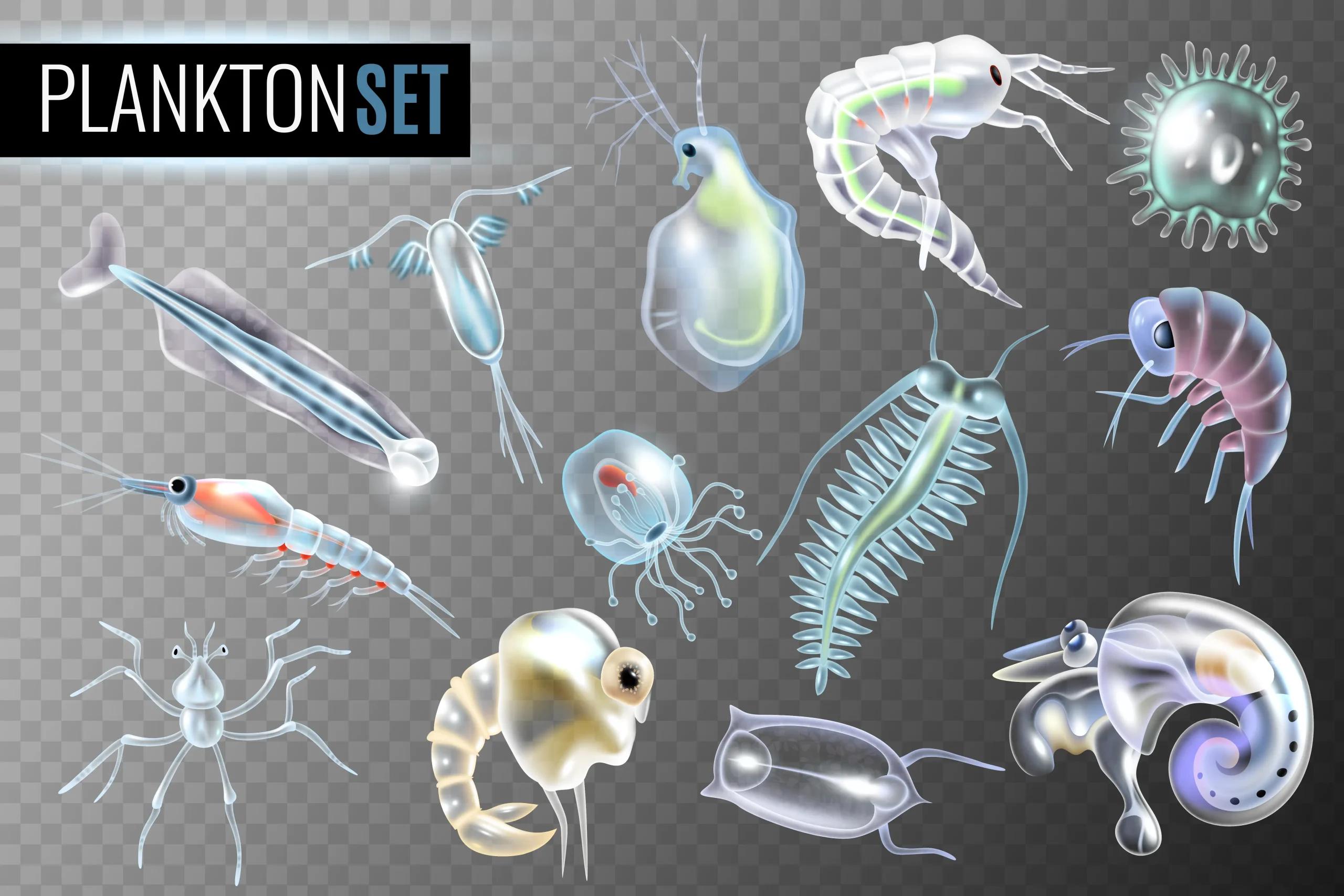 Planktonic organisms in ecosystems